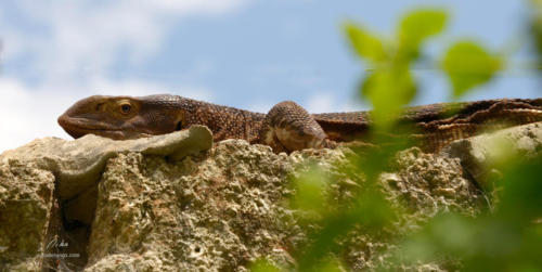 diani_7_20170525_1882397299